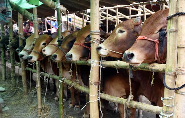 কমলাপুর হাটে কুরবানির পশু রাখার ব্যবস্থাপনা ভালো হওয়ায় ব্যবসায়ীরা অনেক খুশি। ছবি : বিপ্লব দিক্ষিৎ