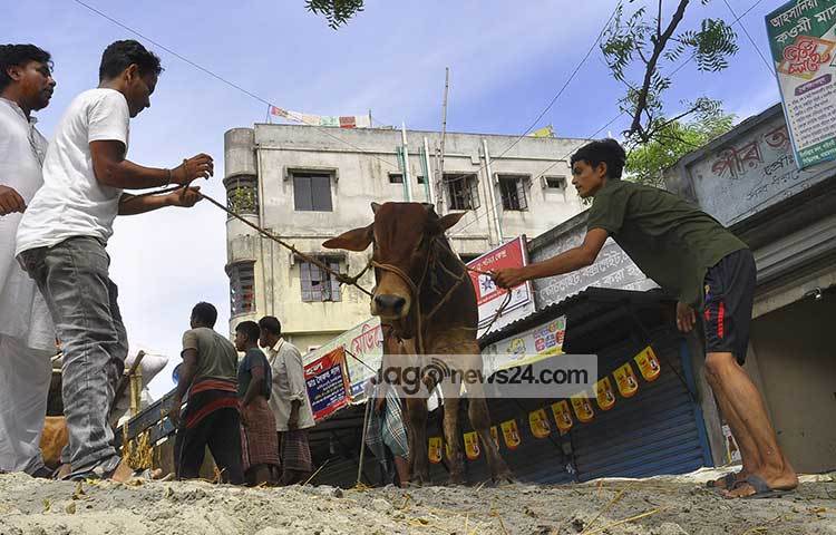 কুরবানির জন্য গরু কিনে যাচ্ছেন দুই তরুণ। ছবি : বিপ্লব দিক্ষিৎ