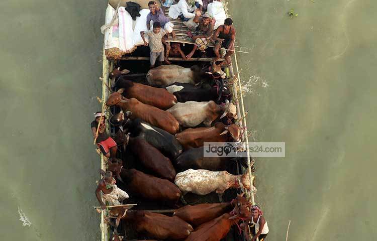 আনন্দ-উৎসাহের মধ্য দিয়ে ব্যবসায়ীরা ট্রলারে করে পশু হাটে নিয়ে যাচ্ছেন। ভালো দাম পাবেন বলে তারা প্রত্যাশা করছেন।
