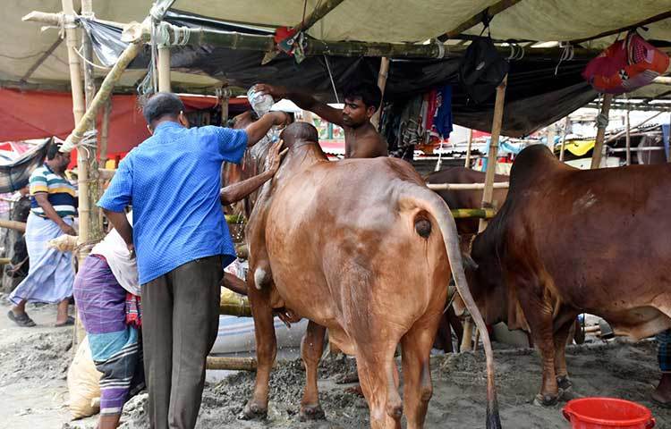বেপরোয়া গরুকে বশে আনার চেষ্টা করা হচ্ছে। ছবি : বিপ্লব দিক্ষিৎ