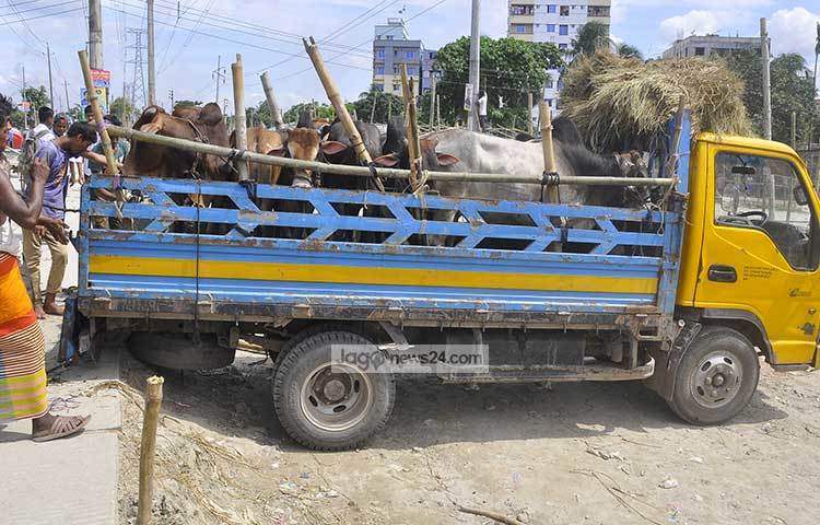 পিকআপ ভ্যানে করে আনা হয়েছে কুরবানির পশু। ছবি : বিপ্লব দিক্ষিৎ
