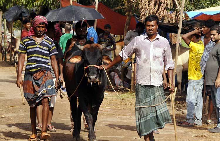 গরুটি কিনে নিয়ে যাচ্ছেন ক্রেতা। ছবি : বিপ্লব দিক্ষিৎ