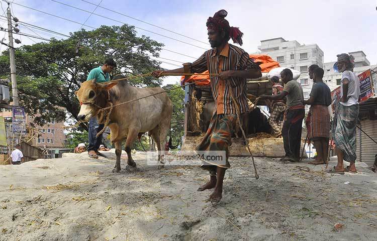 হাটে বিক্রি করতে আনা গরু বশে আনার চেষ্টা করছেন এই ব্যবসায়ী। রাজধানীর শাহজাহানপুর এলাকার একটি পশুর হাট থেকে এই দৃশ্য ক্যামেরাবন্দি করা হয়েছে। ছবি : বিপ্লব দিক্ষিৎ