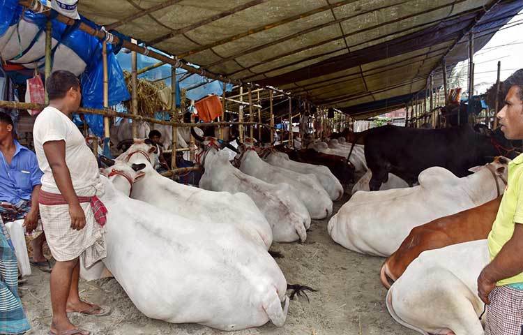 গরু নিয়ে বিক্রির জন্য অপেক্ষায় আছেন ব্যবসায়ীরা। ছবি : বিপ্লব দিক্ষিৎ