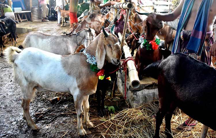 অনেকেই বলছেন গতবছরের চেয়ে এবছর ছাগলের দাম একটু বেশি। ছবি : বিপ্লব দিক্ষিৎ