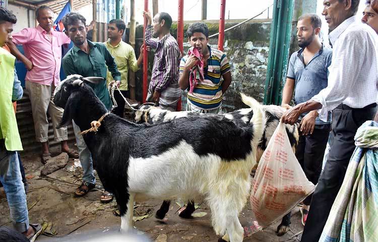 এই ছাগল দুটি বিক্রি হয়েছে ১লাখ ২০ হাজার টাকা। ছবি : বিপ্লব দিক্ষিৎ