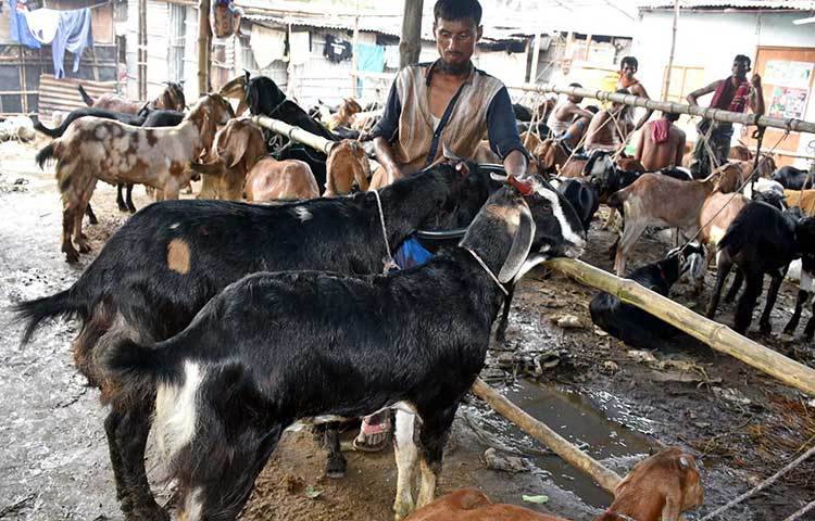 দেশি-বিদেশি বিভিন্ন জাতের ছাগল পাওয়া যাচ্ছে কুরবানির পশুর হাটে। ছবি : বিপ্লব দিক্ষিৎ