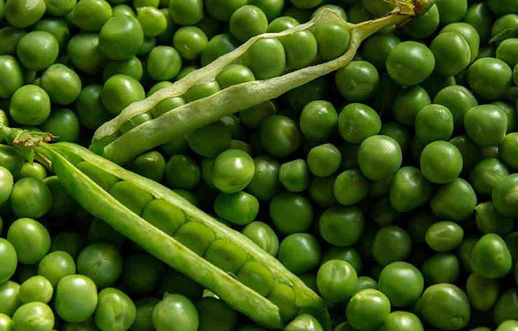 মটরশুঁটির দানায় আছে প্রচুর পরিমাণে ক্যালসিয়াম। যা তার হাড়ের পুষ্টিতে বিশেষ সহায়ক। সাধারণত, শীতের সবজি এটি, তাই শীতের নানা খাবারেই রাখুন মটরশুঁটির ছোঁয়া। এই দিয়েই বানিয়ে দিন শিশুর প্রিয় কোনও স্ন্যাক্স। রোজের ভাতের মধ্যেও এই মটরশুঁটি যোগ করে আনতে পারেন খাবারের নতুন স্বাদ।