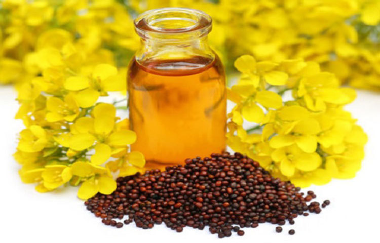 সরিষার তেলের মধ্যে থাকে আলফা ফ্যাটি অ্যাসিড। চুল তরতাজা রাখতে সরষের তেলের জুড়ি নেই। ফ্যাটি অ্যাসিড থাকায় এটি কন্ডিশনার হিসেবেও ভালো কাজ দেয়।