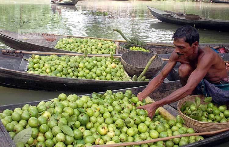 নৌকায় পেয়ারা বিক্রি করতে এসেছেন এক পেয়ারা চাষি। ছবি : হাসান মামুন