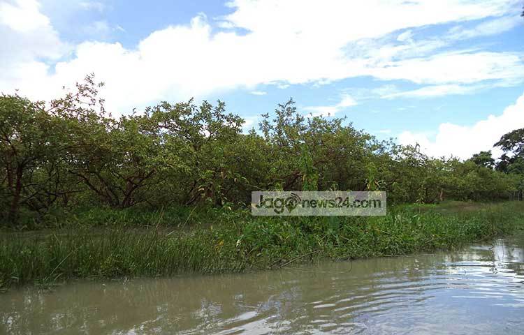 খালের পাড়ের একটি পেয়ারা বাগান। ছবি : হাসান মামুন