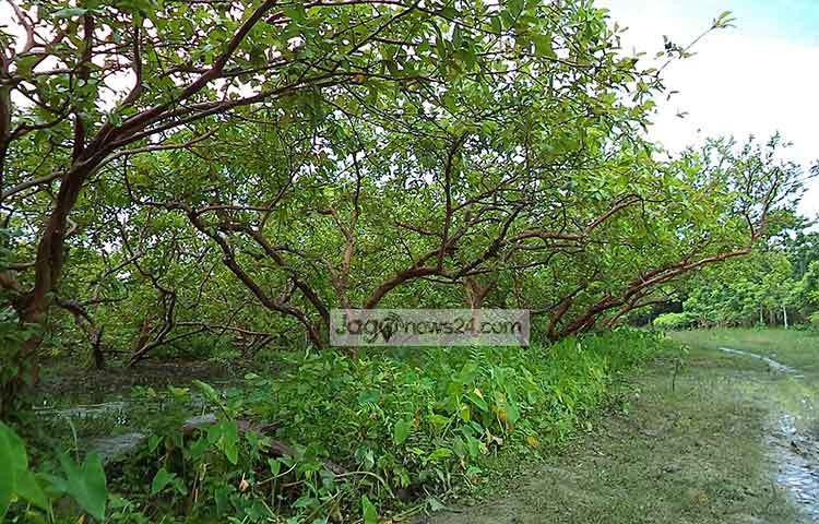 পিরোজপুরের অনেকেই পেয়ারা চাষ করে জীবীকা নির্বাহ করেন। ছবি : হাসান মামুন