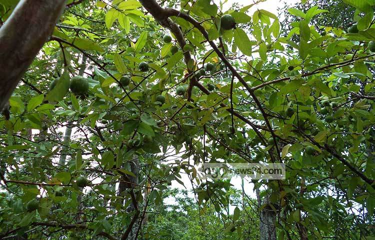 গাছে ধরেছে পেয়ারা। এ বছরও পেয়ারা ফলন হয়েছে। ছবি : হাসান মামুন
