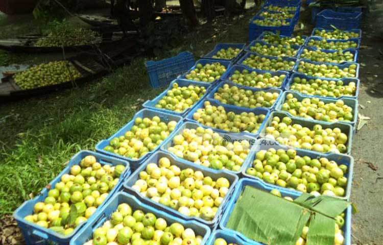 বাংলার আপেল খ্যাত পিরোজপুরের কুড়িয়ানার পেয়ারা দেশের বিভিন্ন স্থানে সরবারাহ করা। ছবি : হাসান মামুন