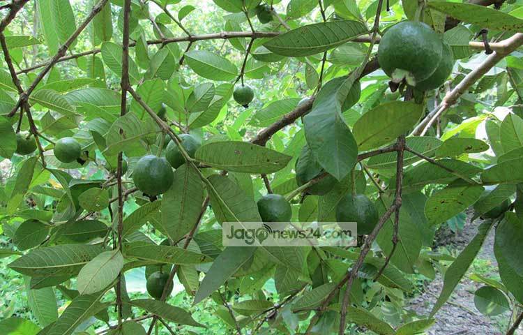 গাছে ঝুলছে পেয়ারা। এ দৃশ্য দেখলে চোখ জুড়িয়ে যায়। ছবি : হাসান মামুন