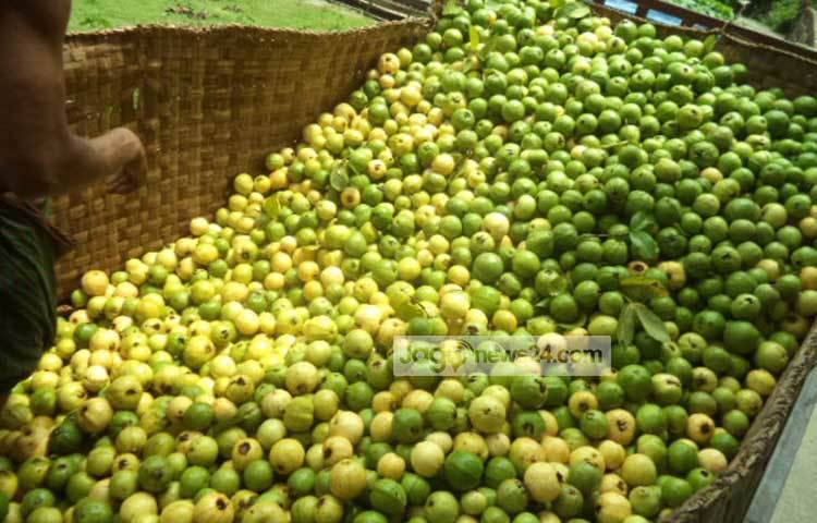 পাইকারী ক্রেতারা পেয়ারা কিনে জমা করছেন। এগুলো তারা দেশের বিভিন্ন স্থানে পাঠানো হবে। ছবি : হাসান