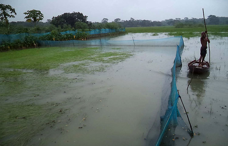 ৪ দিনের টানা বৃষ্টিপাত এবং জলাবদ্ধতা কারণে আমন ধান এবং সবজি ক্ষেত এর ব্যাপক ক্ষতি হয়েছে। ফলে হতাশায় ডুবছেন কৃষকরা। ছবি : হাসান মামুন