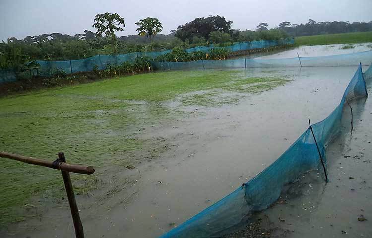বৃষ্টিতে পানি বৃদ্ধি হওয়ায় ভেরিবাধ ও খালের সুইচগেট না থাকায় জোয়ারের পানিতে আমন ধানের খেত তলিয়ে গেছে। বৃষ্টিপাতে অনেক কৃষকের আমন ধান ও সবজি খেত নিয়ে বিপাকে কৃষকরা। ছবি : হাসান মামুন