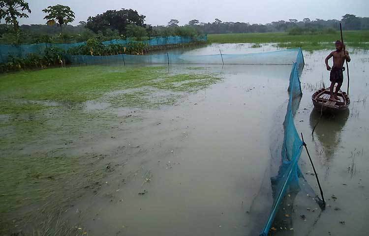 সরেজমিনে দেখা গেছে, ইতিমধ্যে রোপিত বীজ তলার পঁচাত্তর ভাগ নষ্ট হয়ে গেছে। কলাখালি, শংকরপাশা, জুজখোলা, পোরগোলা, শারিকতলা ও দূগার্পুরসহ বিভিন্ন এলাকার আমনের বীজ তলা ও সবজি বাগান মাঠে শুয়ে পড়েছে। ছবি : হাসান মামুন