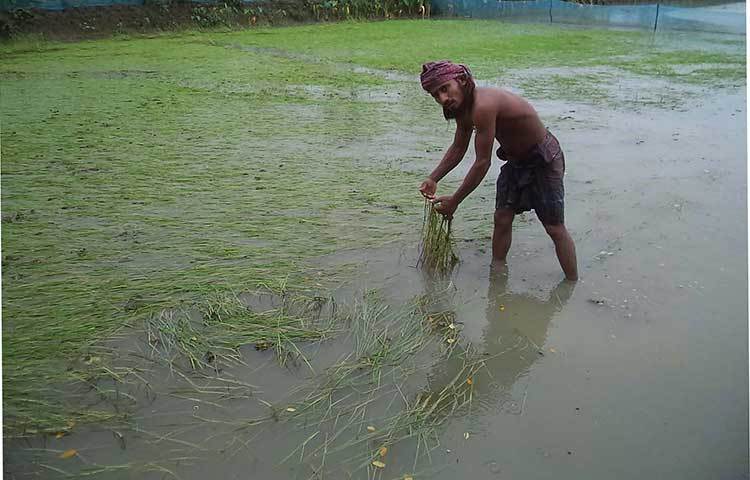 কোথাও কোথাও আমন ধানের গাছ ও সবজি বাগান পানিতে তলিয়ে গেছে। ধানখেতের চাড়াগুলো এলোমেলো অবস্থায় মাঠে শুয়ে গেছে। আমন ধানের ভবিষ্যত নিয়ে চিন্তিত হয়ে পড়েছেন। ছবি : হাসান মামুন