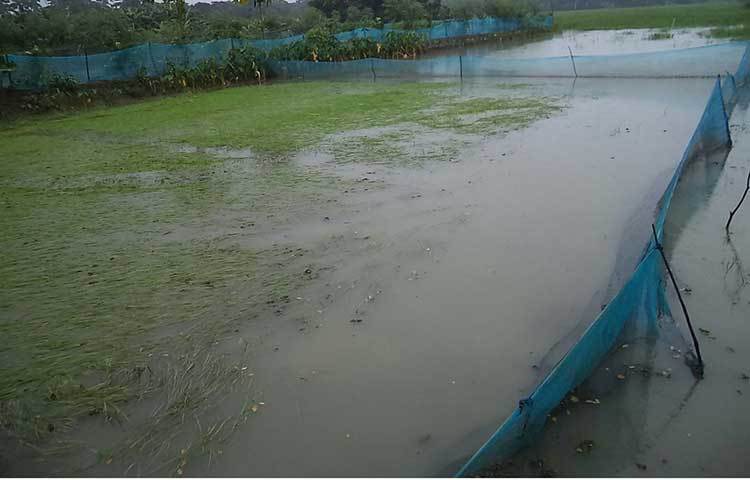 কৃষকদের আশঙ্কা এভাবে বৃষ্টিপাত আর ২-৩ দিন অব্যাহত থাকলে তাদের রোপিত বীজ তলা সম্পূর্ণভাবে বিনষ্ট হয়ে যাবে। ছবি : হাসান মামুন