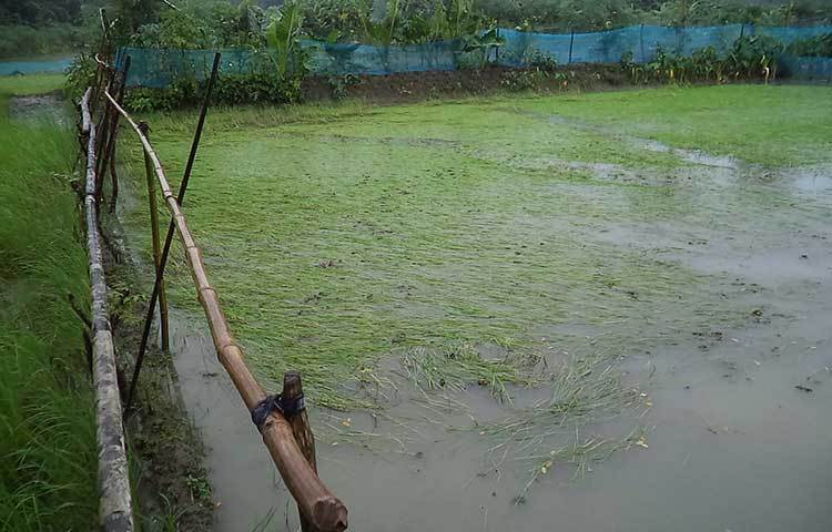 কৃষি সম্প্রসারণ কার্যালয় সূত্রে জানা গেছে, আমন চাষাবাদ মৌসুমে জেলার সাত উপজেলার ৫১ টি ইউনিয়ন এবং ৪ টি পৌর এলাকায় মোট ৬১ হাজার ৬ শত ৫৯ হেক্টরে আবাদের লক্ষ্য মাত্র নির্ধারণ করা হয়েছে। যা ১ লাখ ৪ হাজার ৯৩৯ মেট্রিক টন চাল লক্ষ্যমাত্র ধরা হয়েছে। ছবি : হাসান মামুন