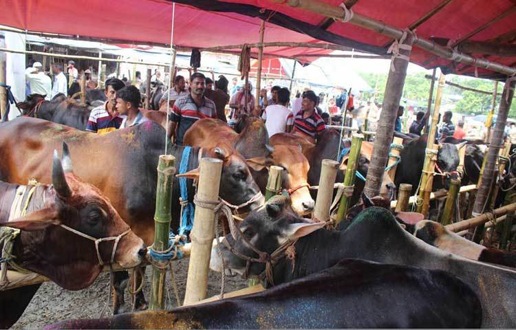 ভান্ডারিয়া উপজেলার নদমুল্লা ইউনিয়নের দক্ষিণ শিয়ালকাঠীর লিয়াকত মার্কেট হতে ধাওয়া ইউনিয়নের ফুলতলা পর্যন্ত প্রায় দুই কিলোমিটার জুড়ে রাস্তার দুই পাশে বিক্রেতারা কোরবানির গরু নিয়ে বসেছে। ছবি : হাসান মামুন