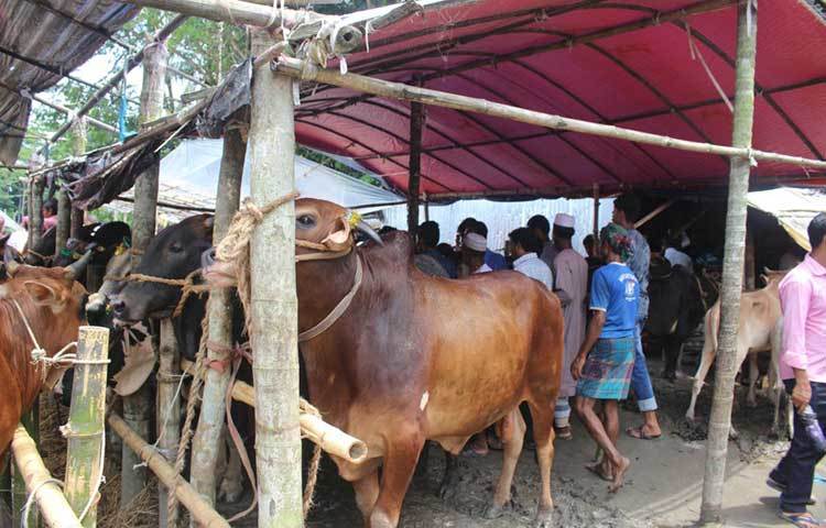 নির্বিঘ্ন পরিবেশে ক্রেতারা এ হাটে পশু কেনাকাটা করতে পারছেন। ছবি : হাসান মামুন