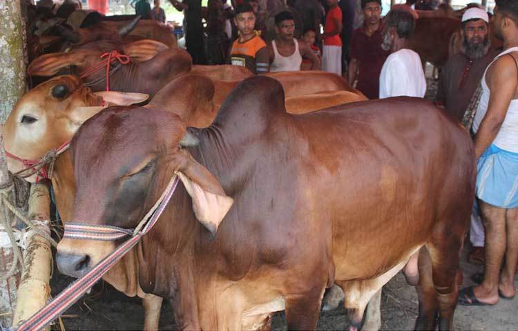 হাটে ক্রেতা-বিক্রেতাদের ভিড়। ছবি : হাসান মামুন