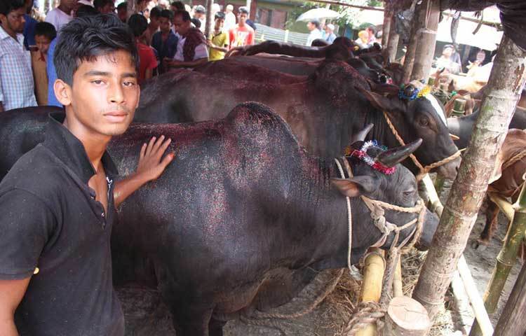 এই পশুর হাটে স্থানীয় খামারী এবং যশোর, ঝিনাইদাহ, মানিকগঞ্জ, সাতক্ষিরাসহ দেশের বিভিন্ন এলাকা থেকে ব্যবসায়ীরা গরু নিয়ে এসেছে বিক্রির জন্য। ছবি : হাসান মামুন