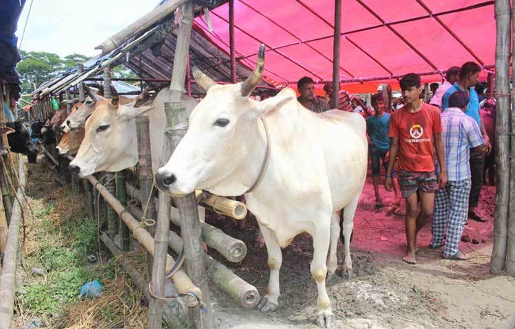 ভান্ডারিয়া উপজেলা ছাড়াও পার্শ্ববর্তী কাউখালী, ইন্দুরকানী, রাজাপুর, কাঁঠালিয়া, মঠবাড়িয়া, পাথরঘাটা এমন কি ঝালকাঠীর বিভিন্ন উপজেলার ক্রেতাদের উপচে পড়া ভিড় দেখা গেছে এই পশুর হাটে। ছবি : হাসান মামুন