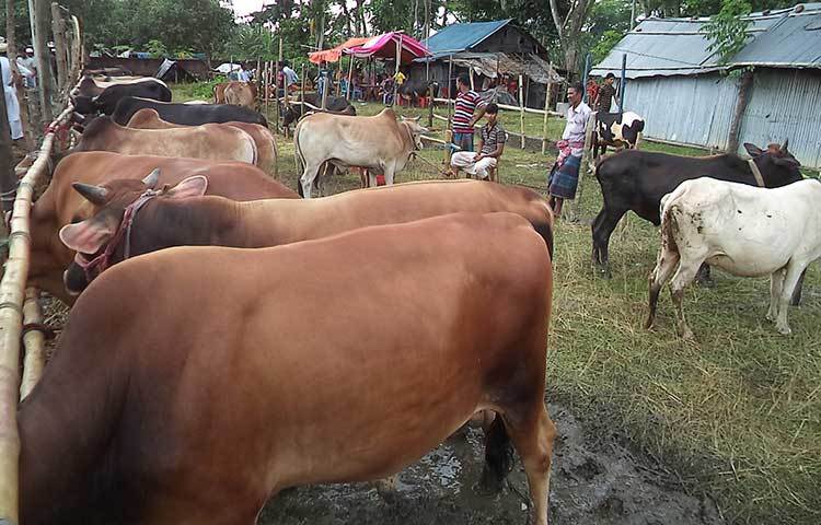 এ হাটে ভারতীয় কোনো গরু নেই। দেশি গরু দিয়েই এ বছর ক্রেতাদের চাহিদা পূরণ করা যাবে। ছবি : হাসান মামুন