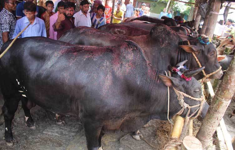 কোরবানির পশুর দাম গতবছরের তুলনায় একটু বেশি বলে জানান বিভিন্ন স্থান থেকে আগত ক্রেতারা। ছবি : হাসান মামুন