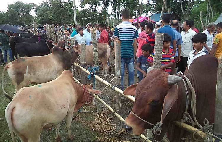 এ হাটে ছোট, বড় ও মাঝারি আকার ভেদে প্রতিটি গরুর মূল্য সর্বনিম্ন ২৭ হাজার থেকে ৭৫ হাজার এবং উপরে ৩ লাখ টাকার গরু রয়েছে। ছবি : হাসান মামুন