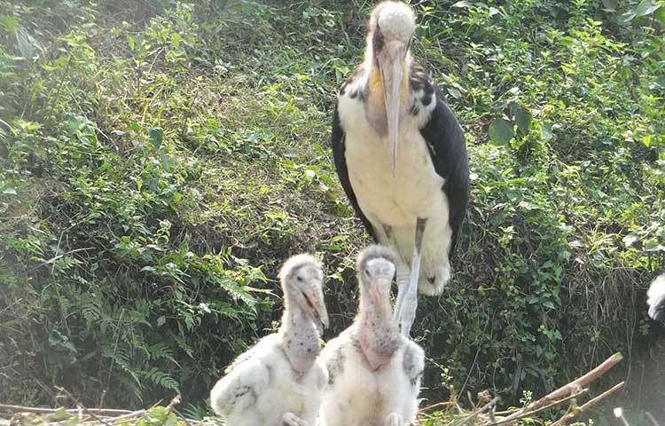 গাজীপুরের শ্রীপুরে অবস্থিত বঙ্গবন্ধু শেখ মুজিব সাফারি পার্কে বাচ্চাসহ মহাসুখে দিন কাটাচ্ছে বিপন্ন প্রজাতির মদনটাক।