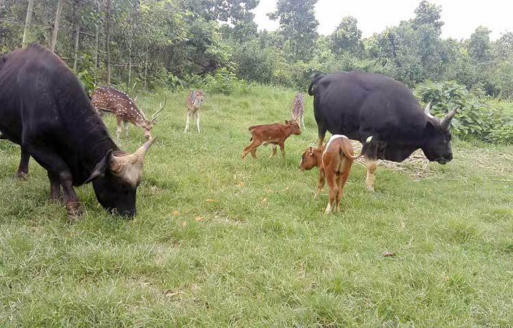 গাজীপুর জেলার শ্রীপুর উপজেলাধীন মাওনা ইউনিয়নের বড় রাথুরা মৌজা ও সদর উপজেলার পিরুজালী ইউনিয়নের পীরুজালী মৌজার খণ্ডখণ্ড শালবনের ৪৯০৯.০ একর বনভূমিতে সরকারিভাবে গড়ে উঠেছে বঙ্গবন্ধু শেখ মুজিব সাফারি পার্ক।