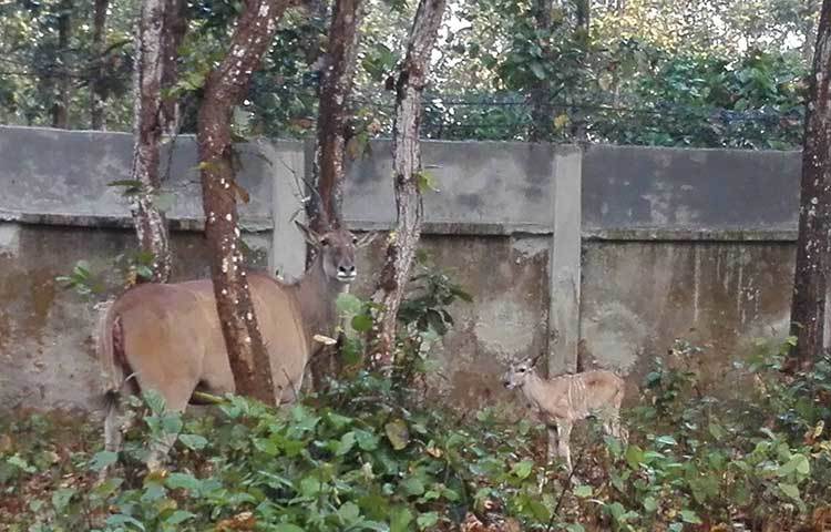 পর্যটকগণ নির্ধারিত ফি প্রদানের মাধ্যমে সাফারি পার্ক পরিদর্শন করতে পারবেন। প্রাপ্ত বয়স্ক  ৫০টাকা, অপ্রাপ্ত বয়স্কদের জন্য ২০টাকা, ছাত্র-ছাত্রীদের জন্য ১০টাকা।