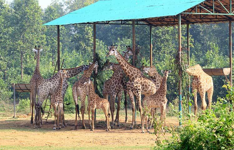 সাফারি পার্কে জিরাফের বিচরণ দেখলে আপনার চোখ জুড়িয়ে যাবে।