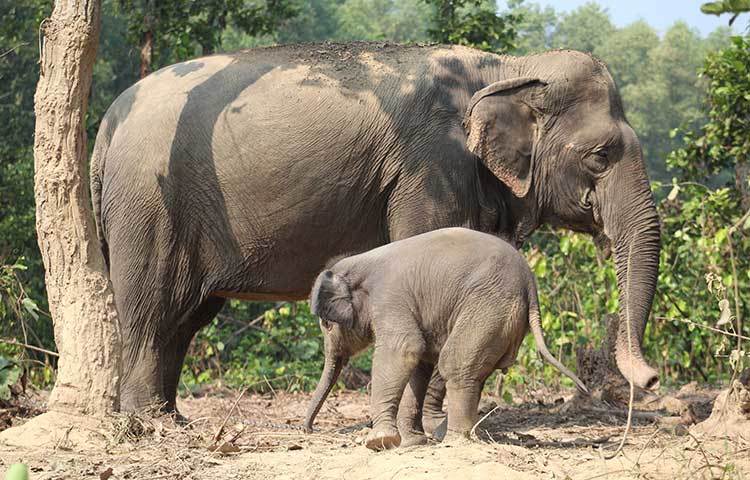 বঙ্গবন্ধু শেখ মুজিব সাফারি পার্কে মায়ের সাথে ঘুরছে বাচ্চা নিয়ে ঘুরছে হাতি।