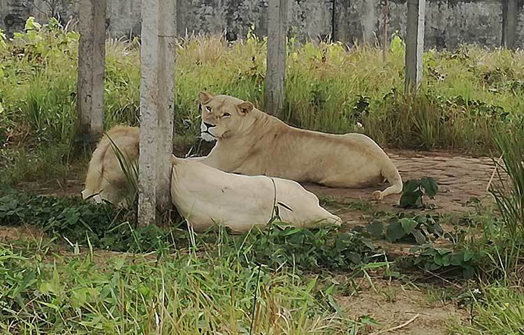 বনের রাজা সিংহের দেখা মিলবে সাফারি পার্কে।