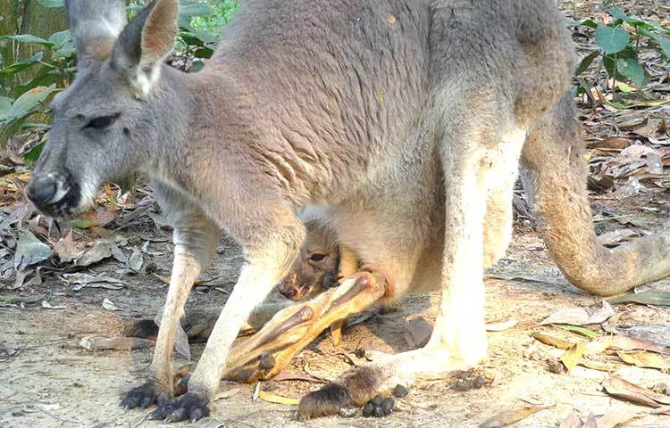 বাচ্চাসহ ক্যাঙ্গারু ঘুরে বেড়াচ্ছে।