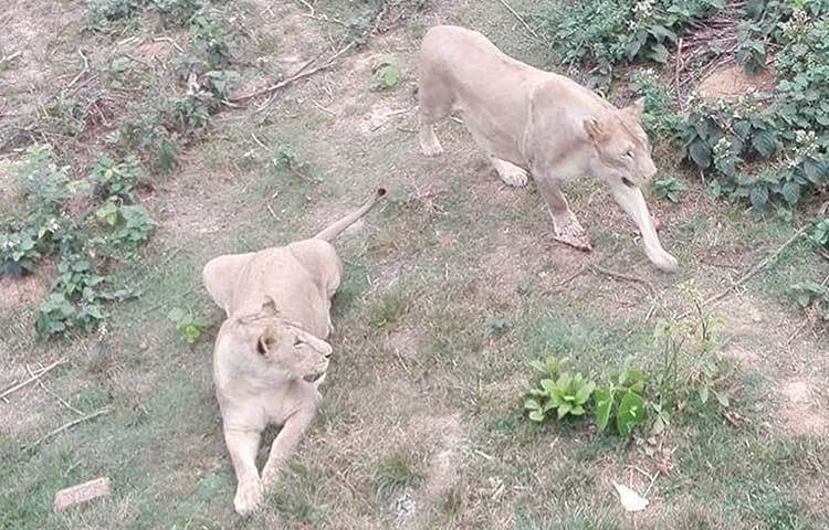 সিংহের ঘোরাফেরা দেখলে ভালো লাগবে সবার।