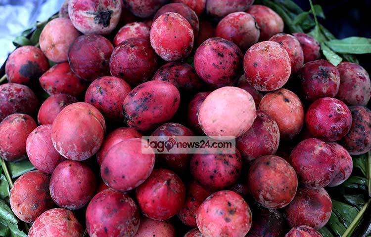 গ্রামের বনে-জঙ্গলে অনাদরে অবহেলায় প্রচুর ফলন হয় গাবের। রাজধানীতে এই গাবের বেশ কদর রয়েছে। ছবি : মাহবুব আলম