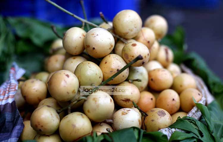 টক-মিষ্টি স্বাদের এই ফলের নাম লটকন। নরসিংদী জেলায় এই ফল বেশি জন্মে। ছবি : মাহবুব আলম