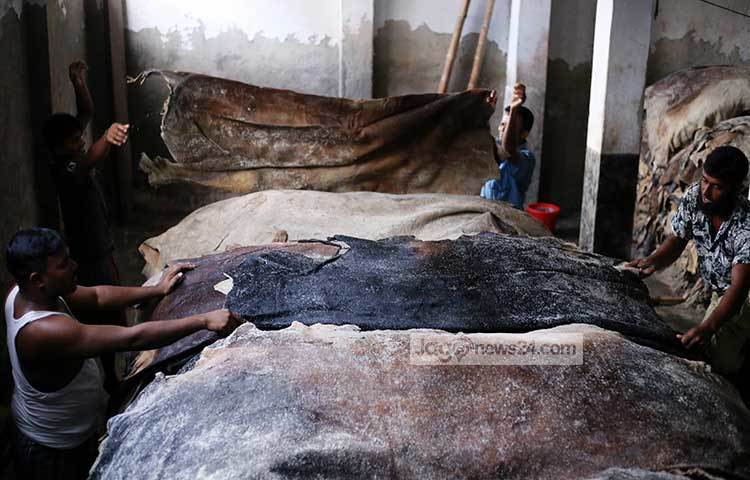 লবণ দিয়ে গরুর চামড়া সংরক্ষণ করা হচ্ছে। ছবি : মাহবুব আলম