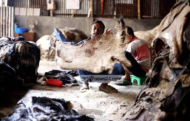 ছাগলের চামড়ায় লবণ দেয়া হচ্ছে। ছবি : মাহবুব আলম