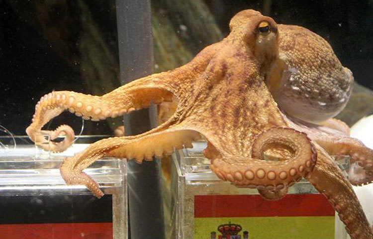 পল দ্য অক্টোপাস : ২০১০ সালে ফুটবল বিশ্বকাপের সময় খবরের শিরোনামে চলে আসে পল। তার ভবিষ্যদ্বাণী বেশ কিছু ক্ষেত্রে মিলেও গিয়েছিল। বিশেষ করে জার্মানির ক্ষেত্রে। জার্মানির প্রতিটি খেলার বিষয়ে তার ভবিষ্যদ্বাণী দারুণভাবে মিলে গিয়েছিল। এমন কী, ফাইনালের স্পেনের পক্ষে ছিল পল। আর বিশ্বকাপ জেতে স্পেনই।