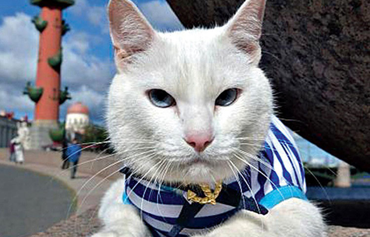 অ্যাকিলিস দ্য ক্যাট : এবারের রাশিয়া বিশ্বকাপে সবচেয়ে আলোচিত নাম। অ্যাকিলিস একটি ধবধবে সাদা বিড়ালের নাম। ইতিমধ্যেই রাশিয়ার প্রথম ম্যাচে তার ভবিষ্যদ্বাণী মিলে গিয়েছে। অ্যাকিলিস বলেছিল রাশিয়া জিতবে। এর আগে টানা আট মাস একটি ম্যাচ না জিতলেও অ্যাকিলিসের কথা মিলিয়ে ম্যাচটি জিতে যায় রাশিয়া।