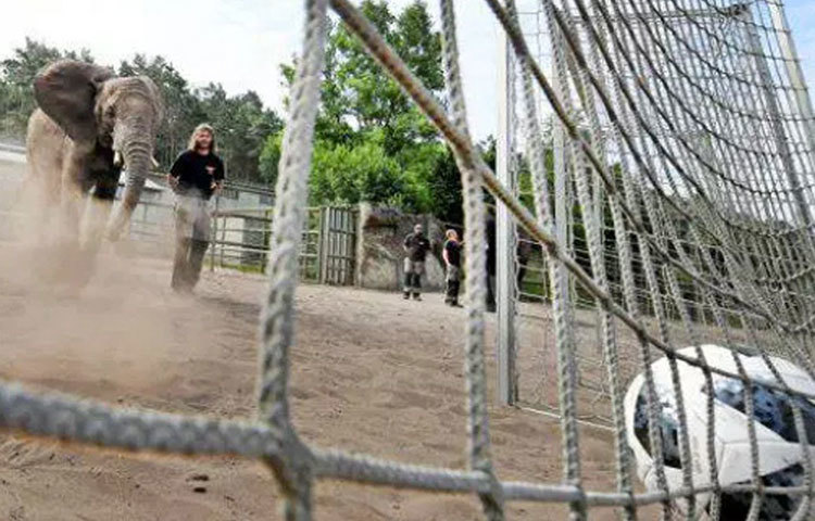 নেলি দ্য এলিফ্যান্ট : নেলি জার্মান হাতি। ২০১০ বিশ্বকাপ, ২০১২ ইউরো ও ২০১৩ চ্যাম্পিয়ন্স লিগ ফাইনালের সঠিক ভবিষ্যদ্বাণী করেছে নেলি। তার সামনে দু’দেশের পতাকা টাঙানো গোলপোস্ট রাখা থাকত। সে যে তিন কাঠিতে বল মারত, সেই দলই ম্যাচ জিতবে বলে ধরা হত। অনেক ক্ষেত্রে মিলে গিয়েছিল নেলির ভবিষ্যদ্বাণী।