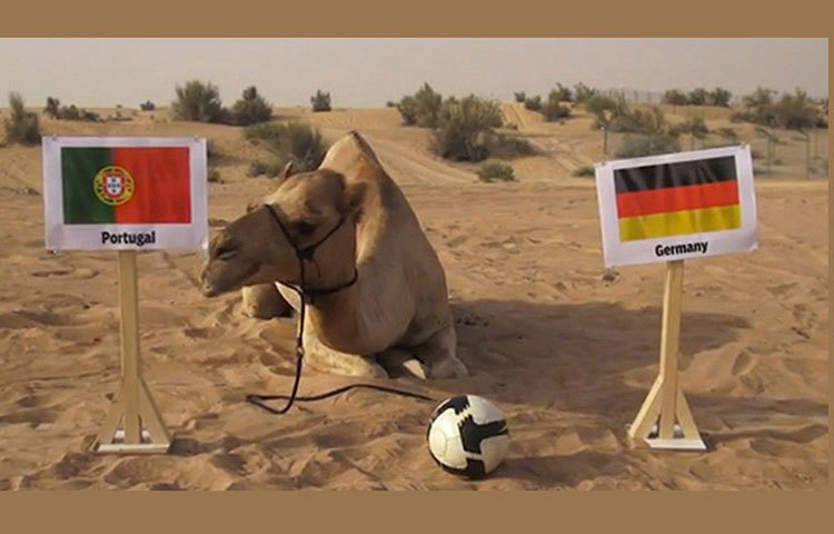 শাহীন দ্য ক্যামেল : ২০১৪ সালের বিশ্বকাপের আগে খবরের শিরোনামে উঠে এসেছিল শাহীন। সে ছিল দুবাইয়ের একটি উট। দু’টি কাঠের পোস্টে দু’দেশের পতাকা লাগানো থাকত। একটিতে কামড় দিয়ে কে জিতবে তা বুঝিয়ে দিত শাহীন। গতবারের পর এবারের বিশ্বকাপের প্রথম ম্যাচেও রাশিয়া জিতবে বলে আগাম বলেছিল শাহীন।